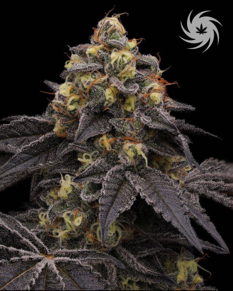 Cement Shoes S1 Feminized by Universally Seeded