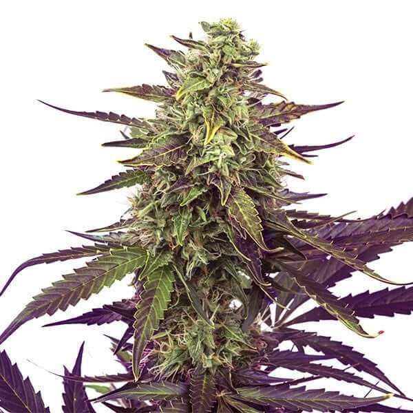 Cereal Milk Feminized by Royal Queen Seeds