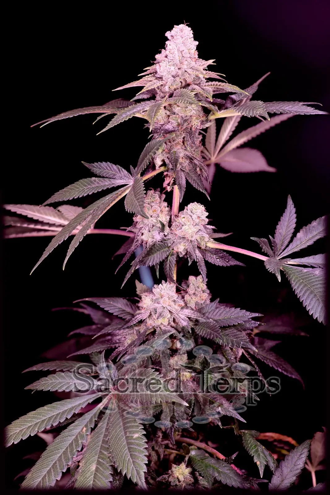 Cereal Milk Feminized by Sacred Terps