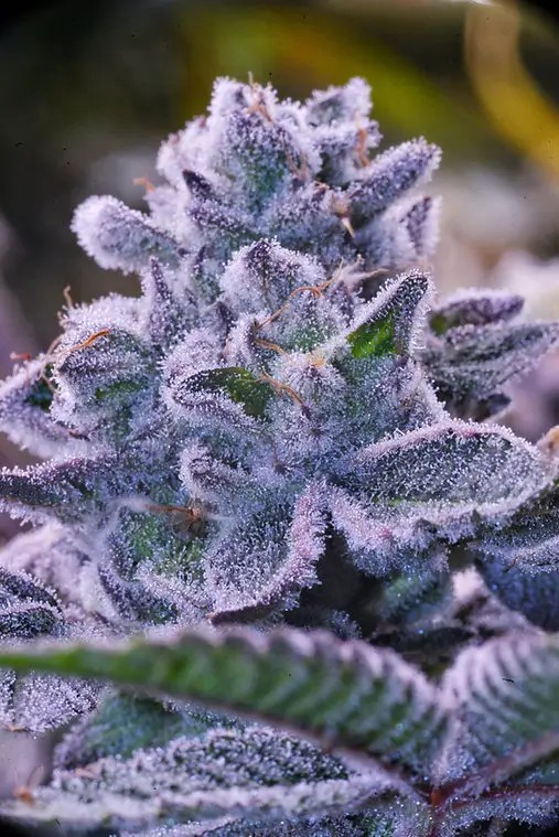 Cereal Milk S1 Feminized by Botafarm Genetics