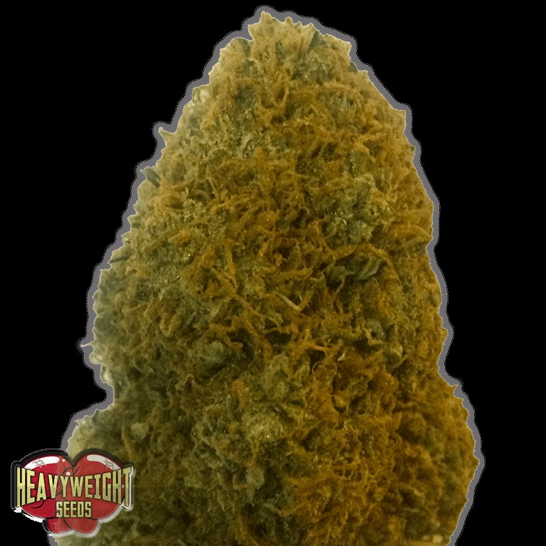 Champion Feminized by Heavyweight Seeds