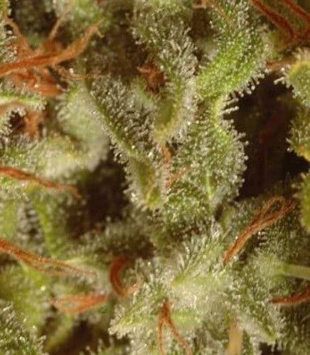 Champions Pack Sativa Feminized by Paradise Seeds