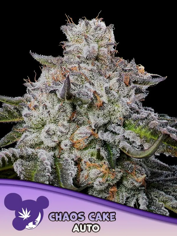 Chaos Cake Auto Autoflower by Anesia Seeds