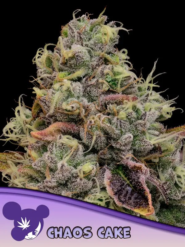 Chaos Cake Feminized by Anesia Seeds