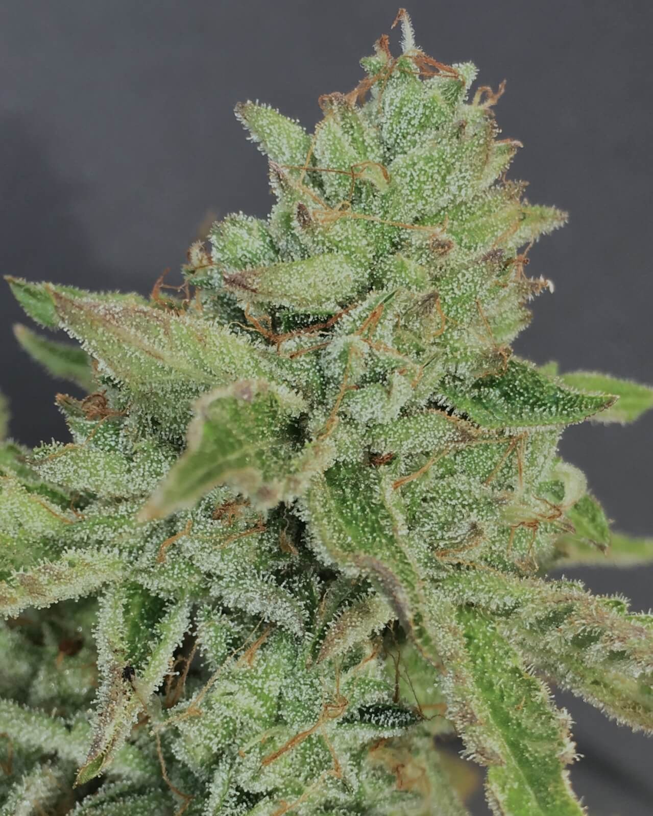 Charm Cookies Feminized by Mamiko Seeds