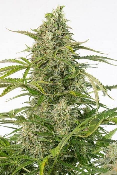 Cheese Auto CBD Autoflower by Dinafem