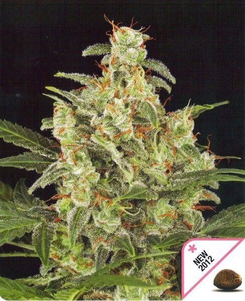 Cheese Automatic Autoflower by Dinafem