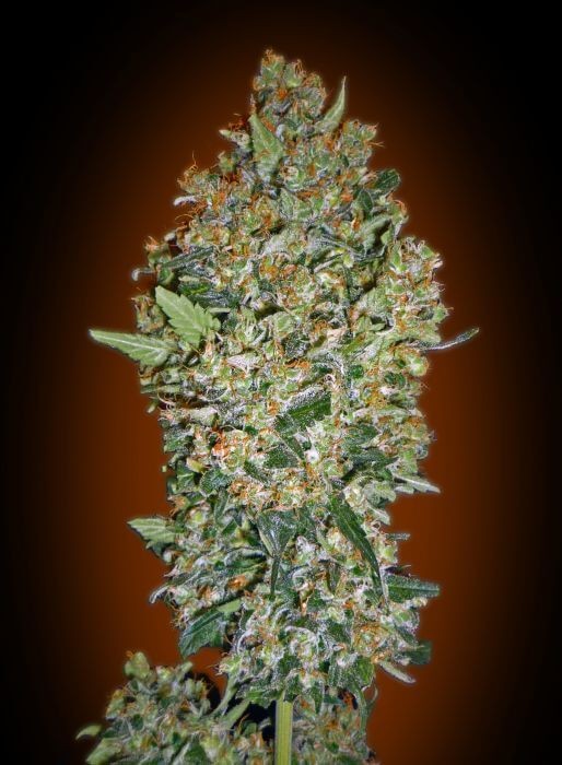 Cheese Berry Feminized by 00 Seeds Bank