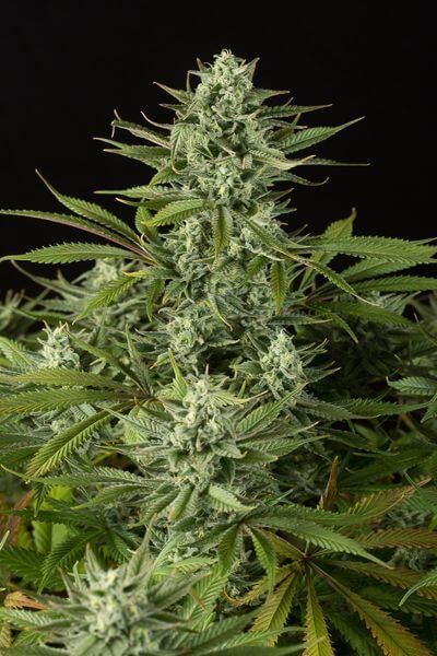Cheese CBD Feminized by Dinafem