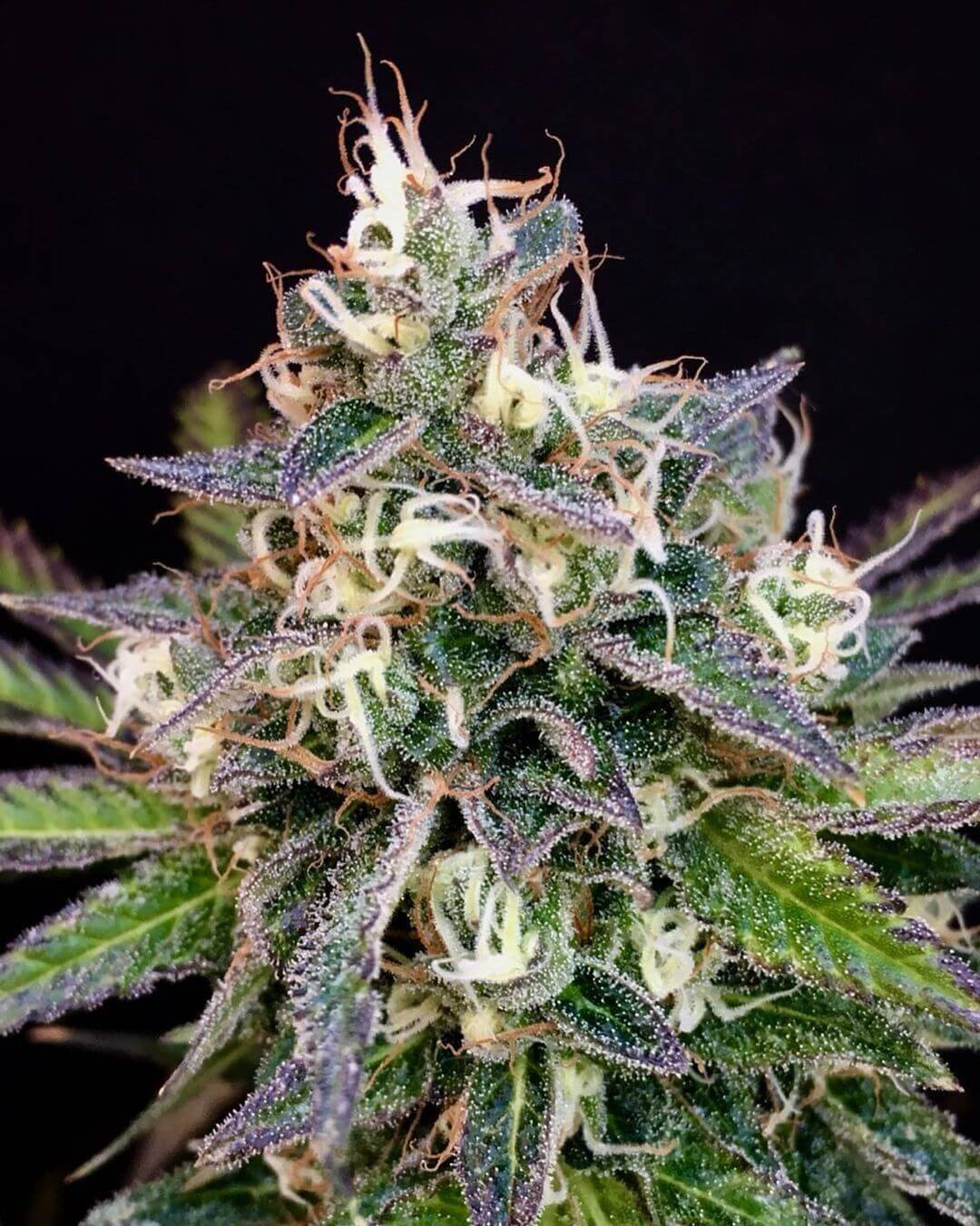 Cheese Cookies Feminized by Mamiko Seeds