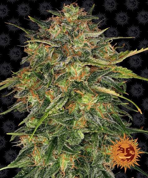 Cheese Feminized by Barneys Farm
