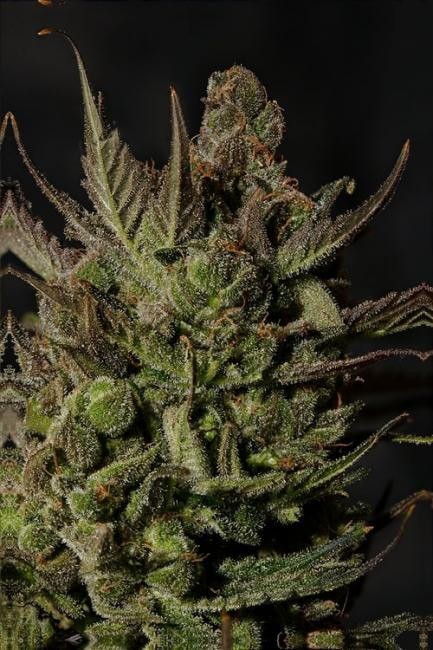 Cheese Feminized by Dinafem