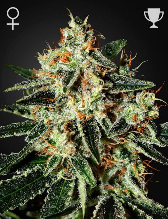 Cheese Feminized by Green House seeds