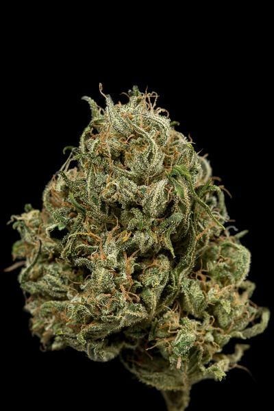 Cheese XXL Auto Autoflower by Dinafem