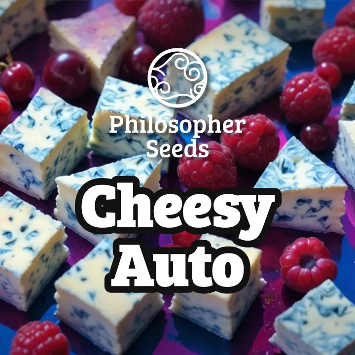 Cheesy Auto Autoflower by Philosopher Seeds