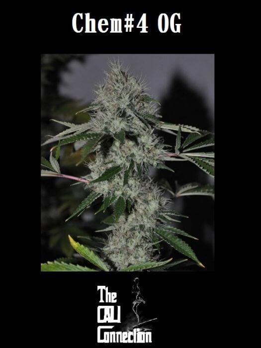 Chem 4 OG Feminized by The Cali Connection