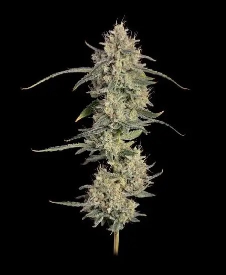 Chem Cookies Auto Autoflower by Seedsman