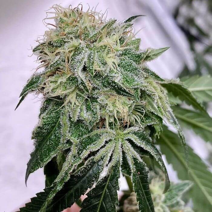 Chem Tini Regular by Karma Genetics