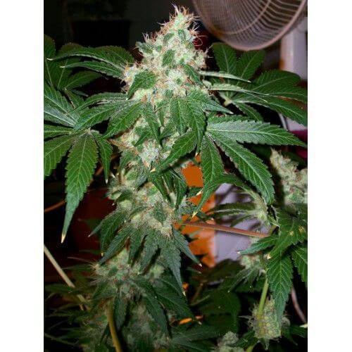 Chem Valley Kush Feminized by The Cali Connection