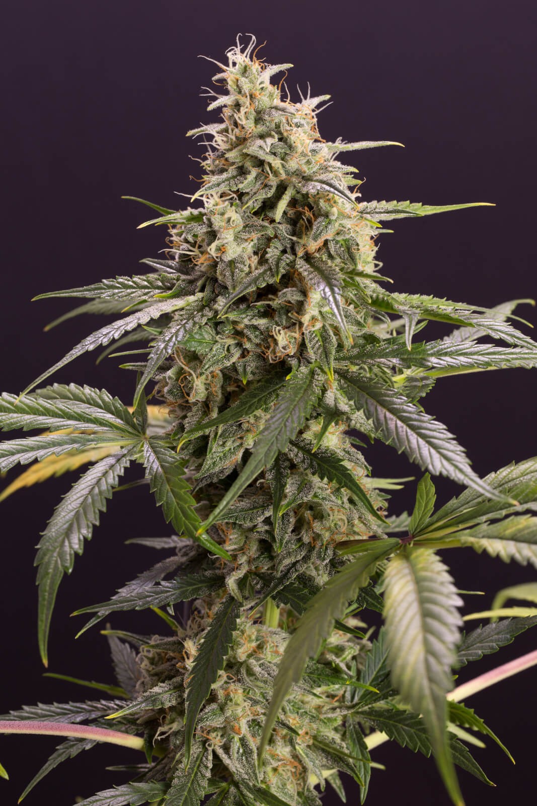 Chem-Bomb Auto Autoflower by Humboldt Seed Organization