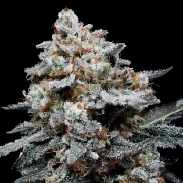 Chemacal Romance Autoflower by DNA Genetics