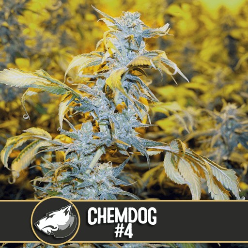 Chemdawg #4 Feminized by Blimburn Seeds