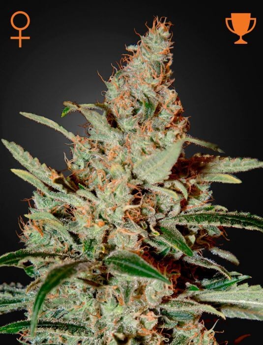Chemdog Feminized by Green House seeds