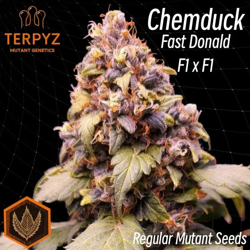 Chemduck F2 Duck Regular by TerpyZ Mutant Genetics