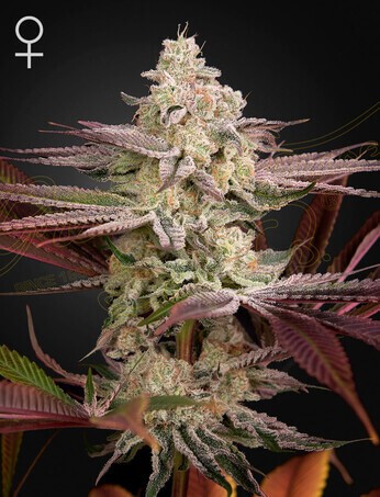 Chemical Bride Feminized by Green House seeds