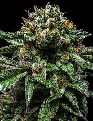 Chempie Feminized by Ripper Seeds