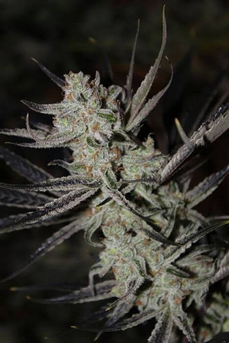 Chernobyl Feminized by SubCool’s The Dank