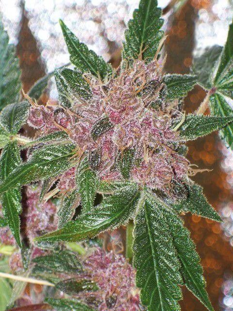 Cherries Jubilee Feminized by The Cali Connection