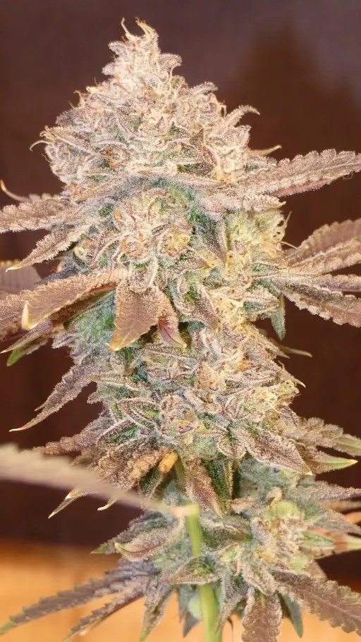 Cherrizozki Feminized by Bask Triangle Farms
