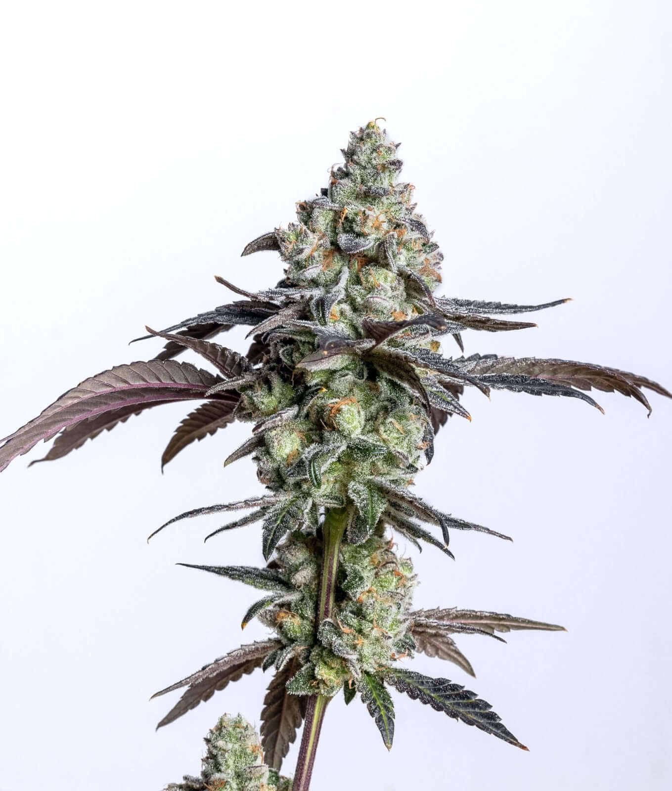 Cherry Cake Feminized by Elev8 Seeds