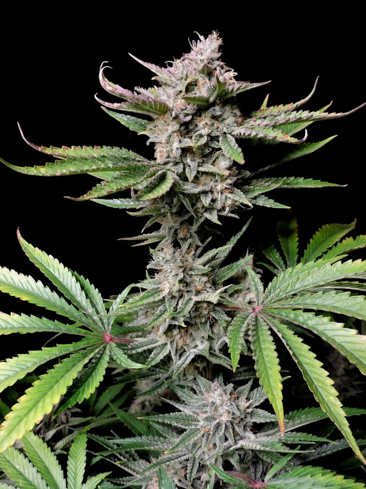 Cherry Cola Auto Autoflower by Fast Buds