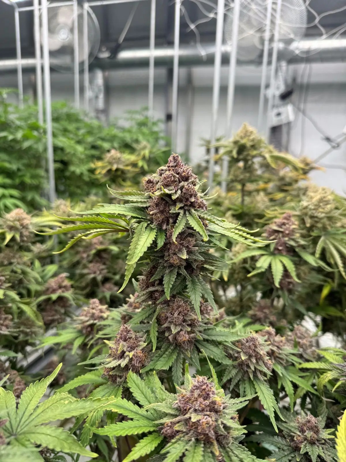 Cherry Cola Auto RF3 Autoflower by Fast Buds