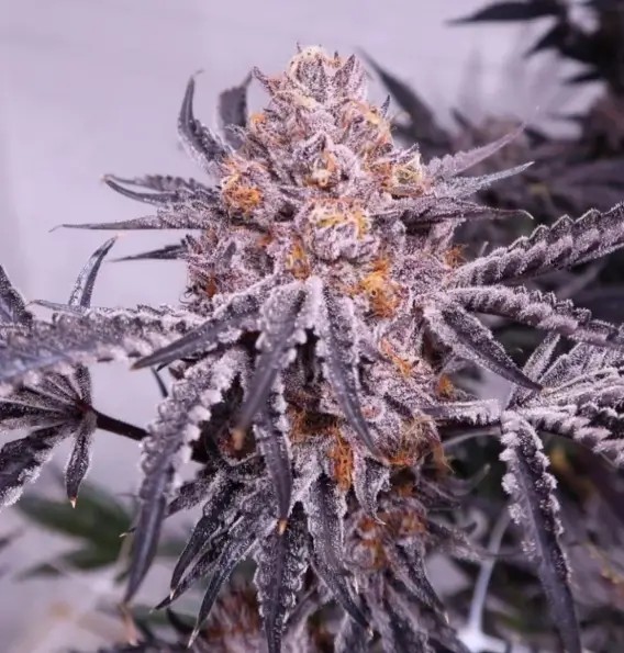Cherry Cookie F2B by Relentless Genetics