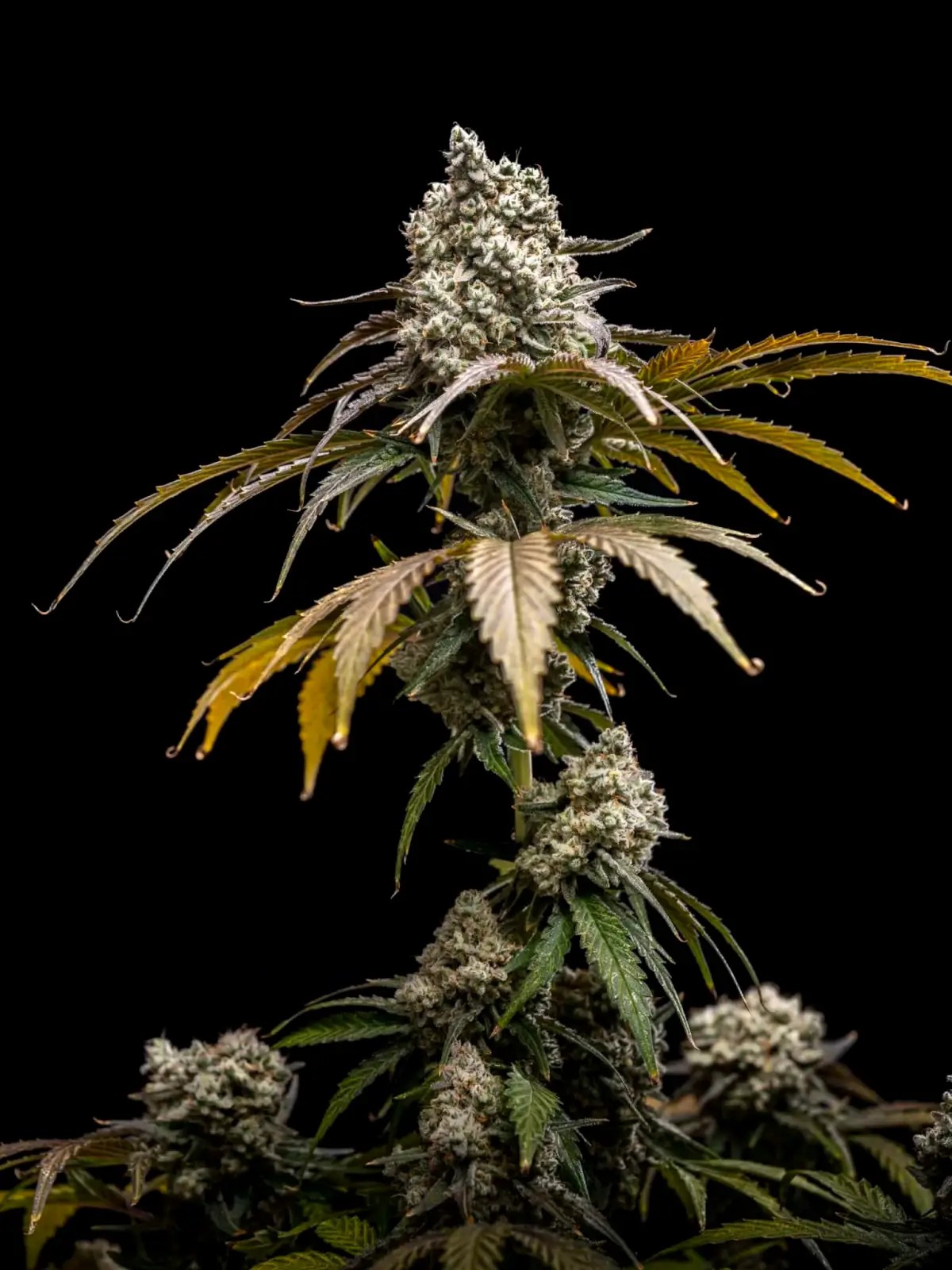 Cherry Crush Feminized by World Breeders