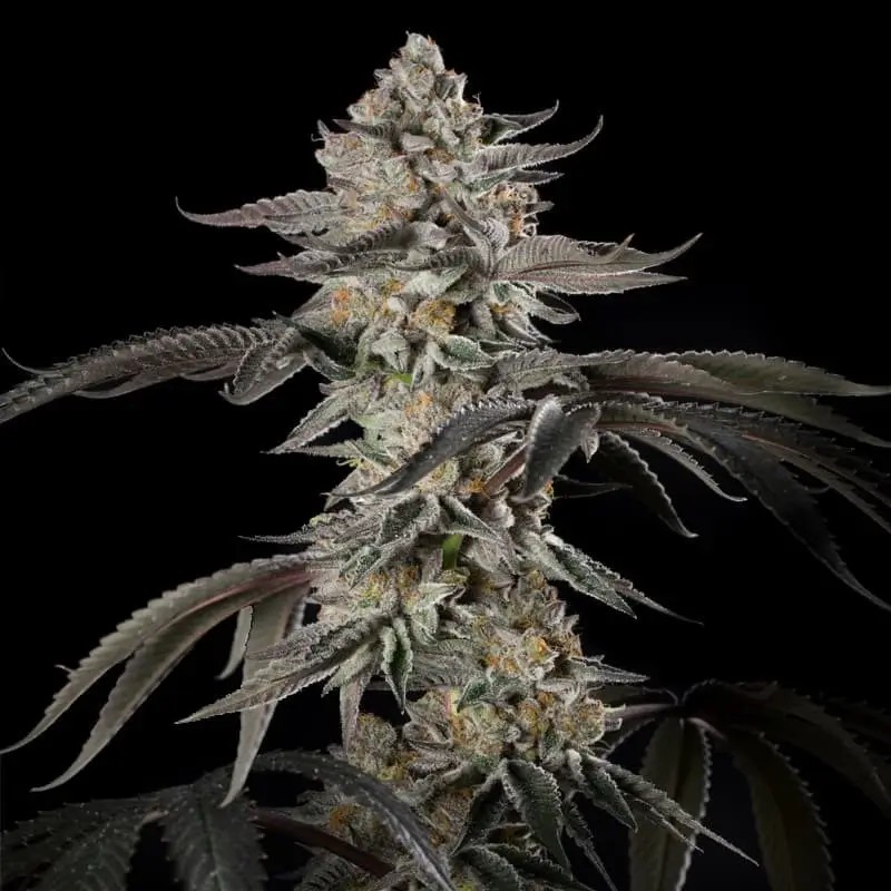 Cherry Essence Feminized by Silent Seeds