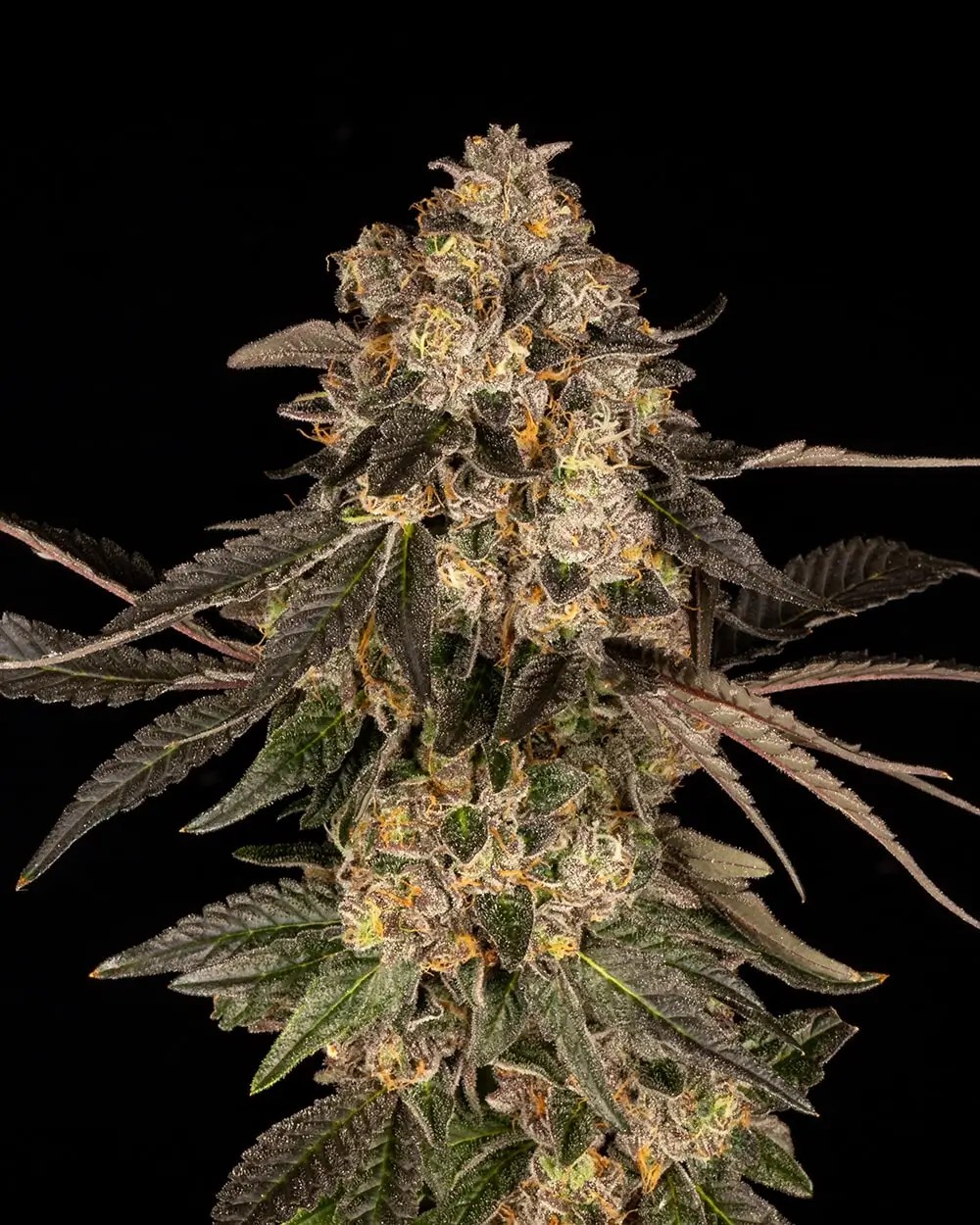 Cherry Fritter Feminized by Cookies Seed Bank