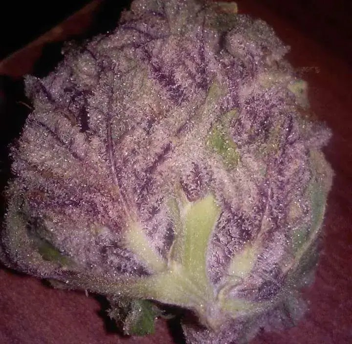 Cherry Mac Muffin Feminized by Growers Choice
