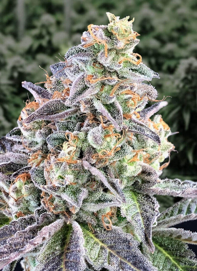 Cherry Pie Auto Autoflower by High Speed Buds