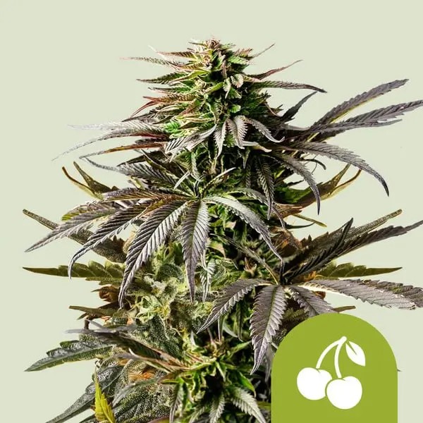 Cherry Pie Auto Autoflower by Royal Queen Seeds
