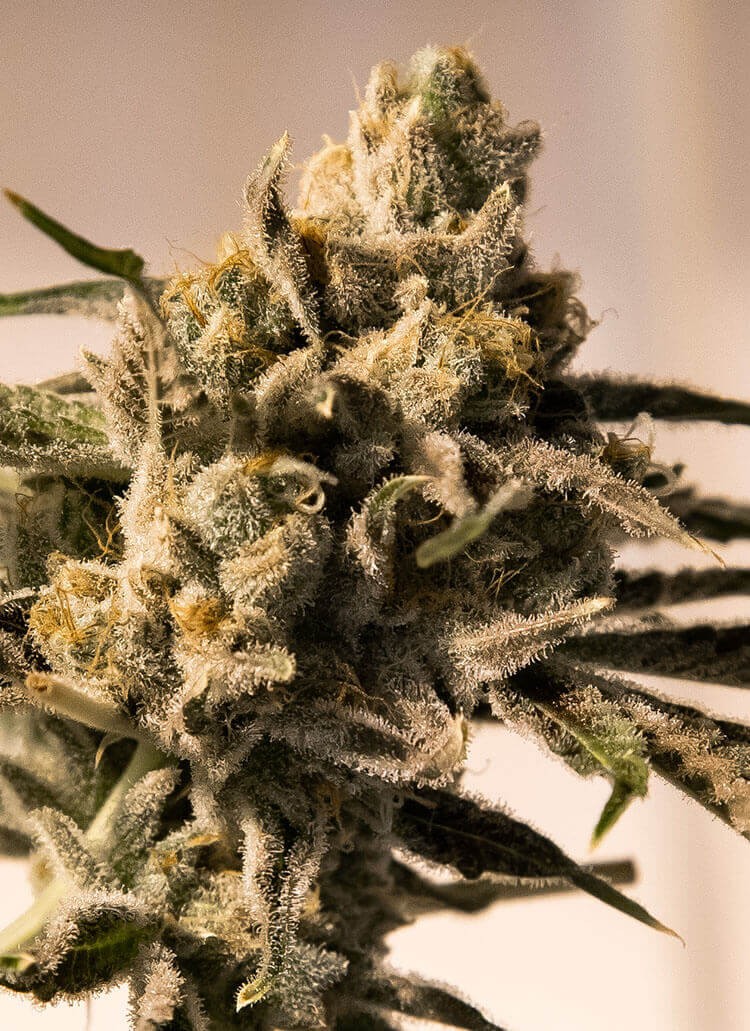 Cherry Pie Fast Feminized by High Speed Buds