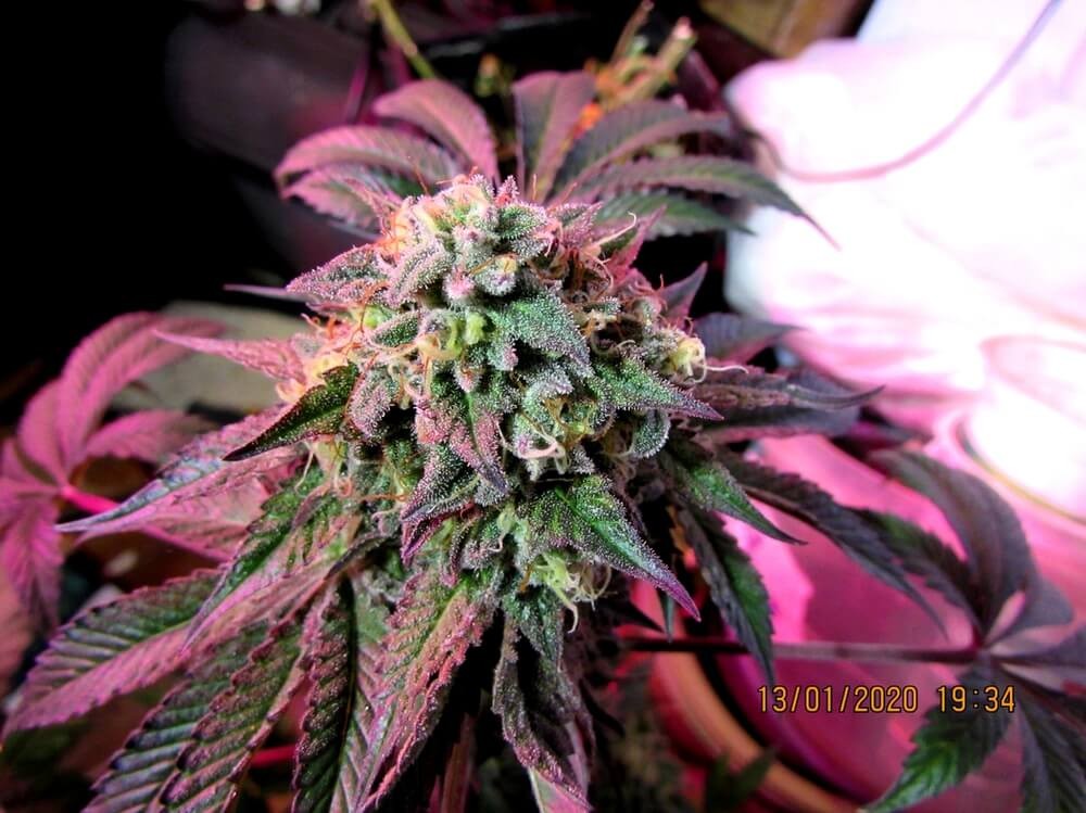 Cherry Pie Feminized by Female Seeds