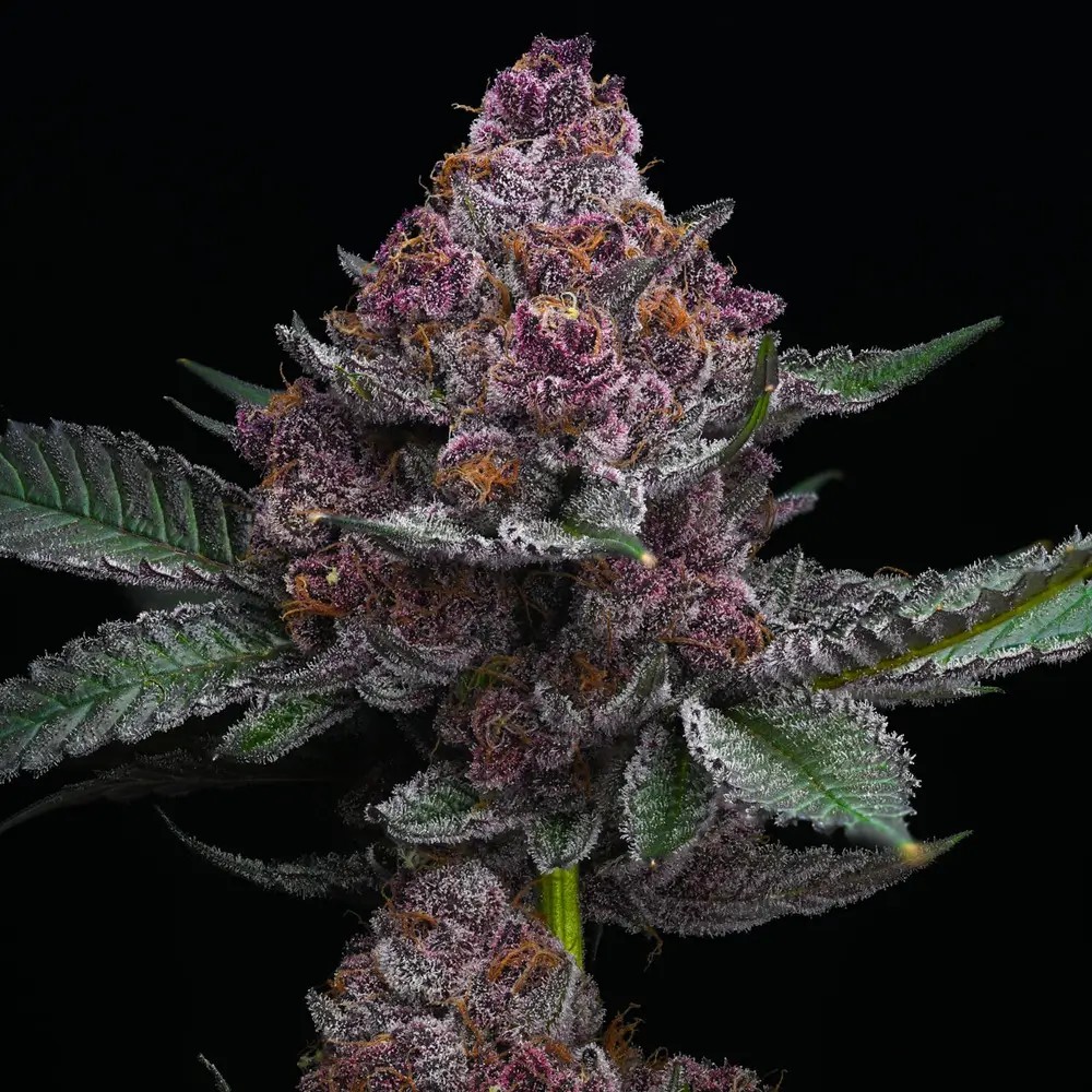 Cherry Poppers Feminized by Barneys Farm