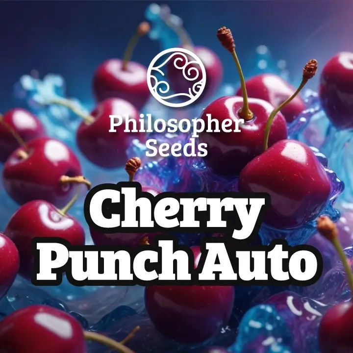 Cherry Punch Auto Autoflower by Philosopher Seeds