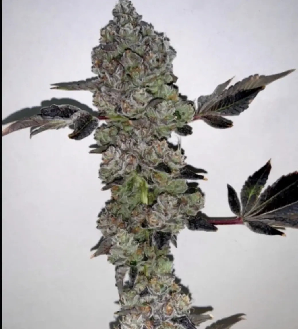 Cherry Rozay Regular by Relentless Genetics