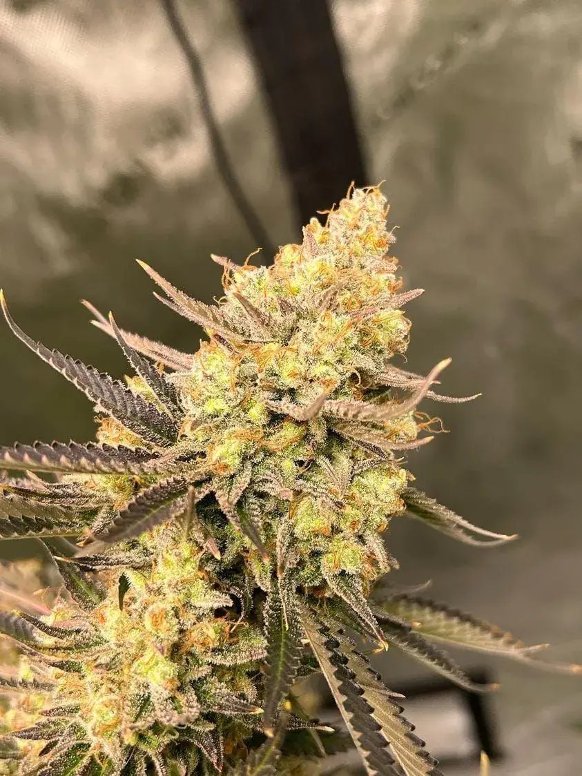 Cherry Zoap Auto Autoflower by Growers Choice