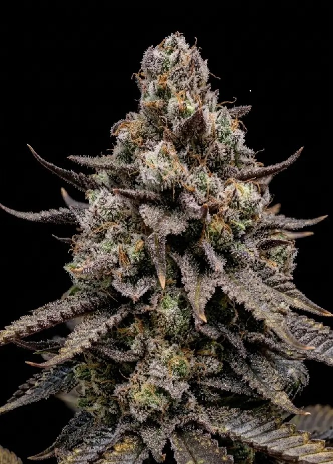 Cherrycello Feminized by Aficionado French Connection